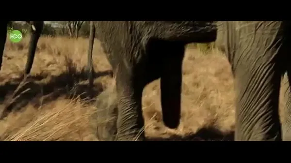 Films Fête d'éléphant 2016 puissants